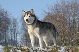 ALASKAN MALAMUTE 066